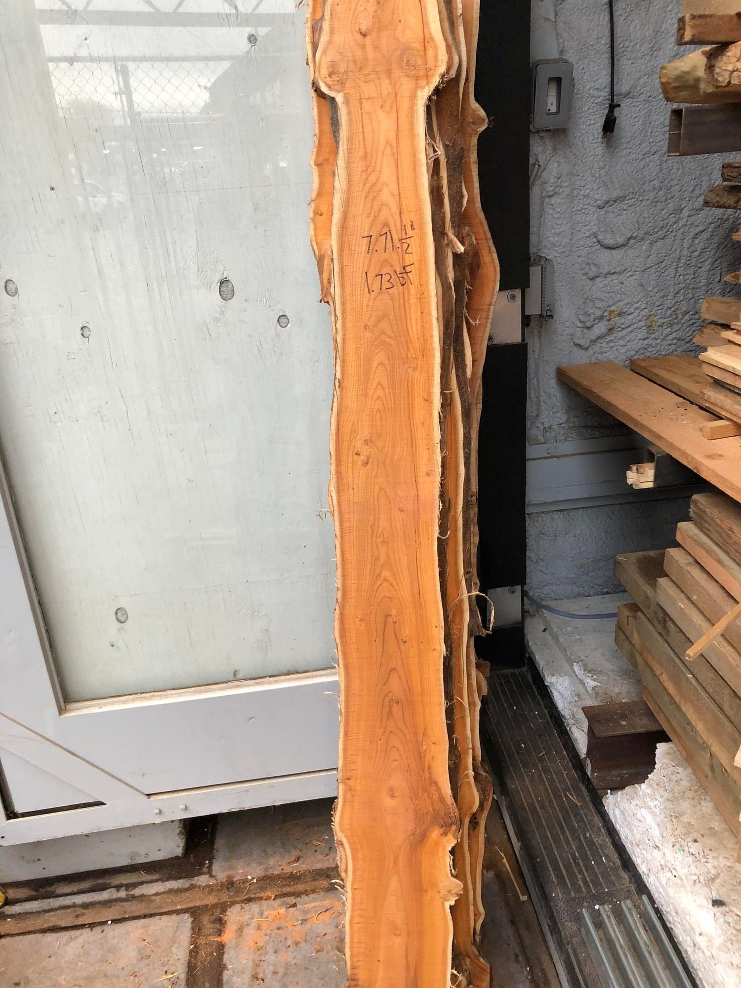Pacific Yew